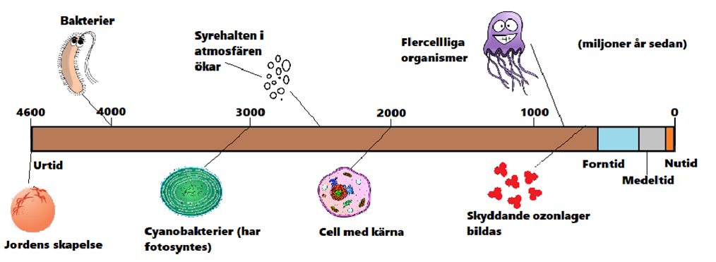 Kurs Evolution – Ugglans Biologi